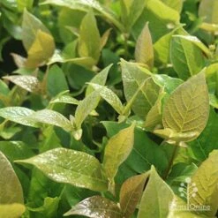 Rondeletia Amoena 26 Rondeletia Amoena -Plant Seed Store apo rondeletia amoena foliage