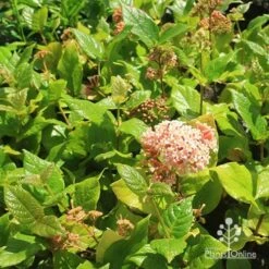 Rondeletia Amoena 33 Rondeletia Amoena -Plant Seed Store apo rondeletia amoena plants