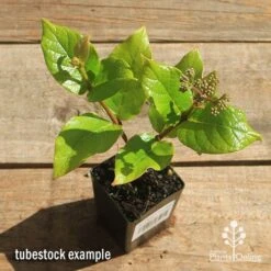 Rondeletia Amoena 25 Rondeletia Amoena -Plant Seed Store apo rondeletia amoena tubestock top