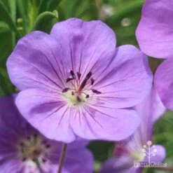 Geranium Rozanne 13 Geranium Rozanne -Plant Seed Store apo roseanne geranium close