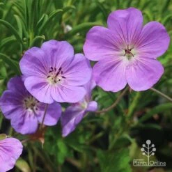 New Products 1 Geranium Rozanne