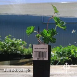 Geranium Rozanne 11 Geranium Rozanne -Plant Seed Store apo rozanne tubestock