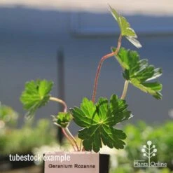 Geranium Rozanne 15 Geranium Rozanne -Plant Seed Store apo rozanne tubestock closer