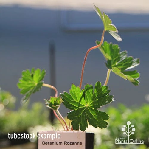 Geranium Rozanne 8 Geranium Rozanne - Image 8