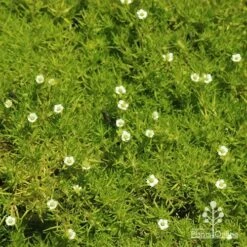 Sagina Subulata Aurea – Scotch Moss 15 Sagina Subulata Aurea – Scotch Moss -Plant Seed Store apo sagina aurea flowers