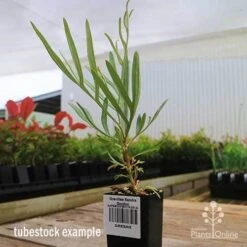 Grevillea Sandra Gordon 15 Grevillea Sandra Gordon -Plant Seed Store apo sandra gordon grevillea tubestock