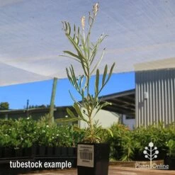 Grevillea Sandra Gordon 16 Grevillea Sandra Gordon -Plant Seed Store apo sandra gordon grevillea tubestock 1