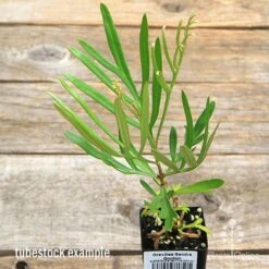 Grevillea Sandra Gordon 12 Grevillea Sandra Gordon -Plant Seed Store apo sandra gordon tubestock