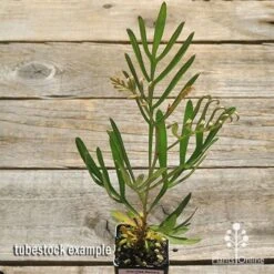 Grevillea Sandra Gordon 14 Grevillea Sandra Gordon -Plant Seed Store apo sandra gordon tubestock top