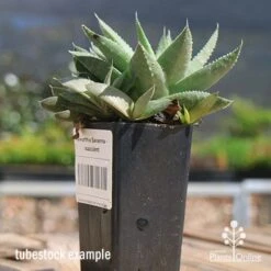 Haworthia Savanna - Succulent 13 Haworthia Savanna - Succulent -Plant Seed Store apo savanna and pups