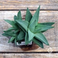 Haworthia Savanna - Succulent 11 Haworthia Savanna - Succulent -Plant Seed Store apo savanna big size top