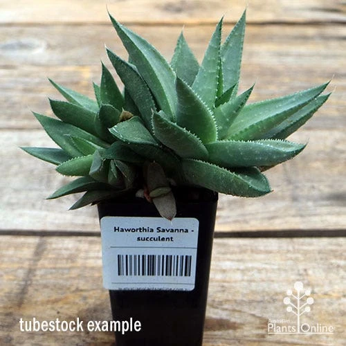 Haworthia Savanna - Succulent 1 Haworthia Savanna - Succulent