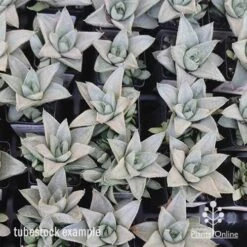 Haworthia Savanna - Succulent 10 Haworthia Savanna - Succulent -Plant Seed Store apo savanna tubestocks