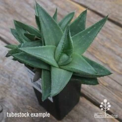 Haworthia Savanna - Succulent 9 Haworthia Savanna - Succulent -Plant Seed Store apo savannah big size