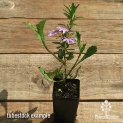 Scaevola Purple Fanfare - Fan Flower 9 Scaevola Purple Fanfare - Fan Flower -Plant Seed Store apo scaevola fanfare tubestock flowering