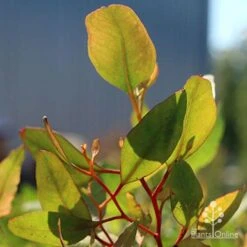 Eucalyptus Summer Scentsation - Flowering Gum -Plant Seed Store apo scentsation gum red stems