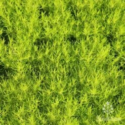 Sagina Subulata Aurea – Scotch Moss 21 Sagina Subulata Aurea – Scotch Moss -Plant Seed Store apo scotch moss carpet