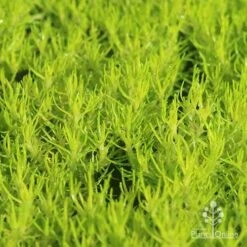 Sagina Subulata Aurea – Scotch Moss 17 Sagina Subulata Aurea – Scotch Moss -Plant Seed Store apo scotch moss closeup