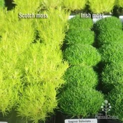Sagina Subulata Aurea – Scotch Moss 22 Sagina Subulata Aurea – Scotch Moss -Plant Seed Store apo scotch moss irish moss compare