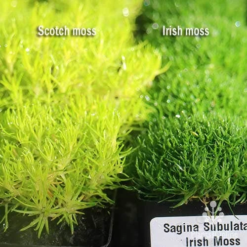 Sagina Subulata Aurea – Scotch Moss 5 Sagina Subulata Aurea – Scotch Moss - Image 5