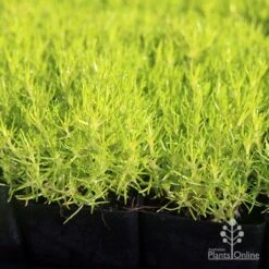 Sagina Subulata Aurea – Scotch Moss 14 Sagina Subulata Aurea – Scotch Moss -Plant Seed Store apo scotch moss leaves
