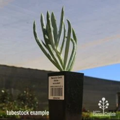 Senecio Chalk Sticks - Succulent 23 Senecio Chalk Sticks - Succulent -Plant Seed Store apo seneci ochalk sticks tubestock sun