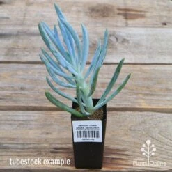 Senecio Chalk Sticks - Succulent 17 Senecio Chalk Sticks - Succulent -Plant Seed Store apo senecio chalk staicks tubestock current