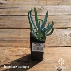 Senecio Chalk Sticks - Succulent 15 Senecio Chalk Sticks - Succulent -Plant Seed Store apo senecio chalk sticks tubestock