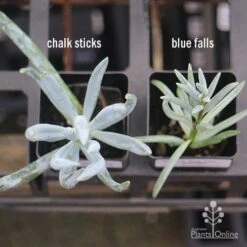Senecio Chalk Sticks - Succulent 24 Senecio Chalk Sticks - Succulent -Plant Seed Store apo senecio chalk sticks v blue falls 1
