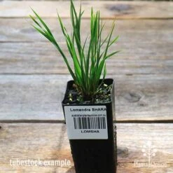 Lomandra SHARA 12 Lomandra SHARA -Plant Seed Store apo shara tubestock top
