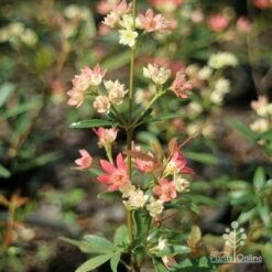 Ceratopetalum Shiraz - Christmas Bush 13 Ceratopetalum Shiraz - Christmas Bush -Plant Seed Store apo shiraz ceratopetalum true flowers