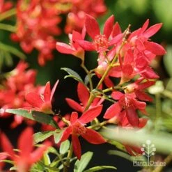 Ceratopetalum Shiraz - Christmas Bush 10 Ceratopetalum Shiraz - Christmas Bush -Plant Seed Store apo shiraz christmas bush flowers