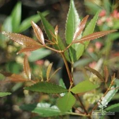 Ceratopetalum Shiraz - Christmas Bush 12 Ceratopetalum Shiraz - Christmas Bush -Plant Seed Store apo shiraz christmas bush new leaf