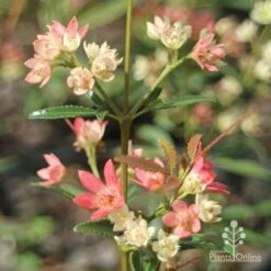 Ceratopetalum Shiraz - Christmas Bush 11 Ceratopetalum Shiraz - Christmas Bush -Plant Seed Store apo shiraz christmas bush true flowers