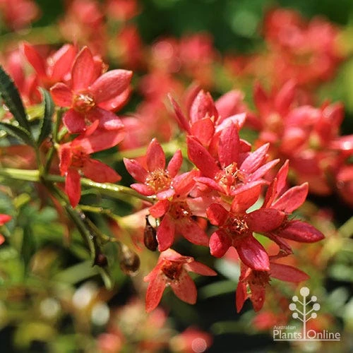 Ceratopetalum Shiraz - Christmas Bush 1 Ceratopetalum Shiraz - Christmas Bush