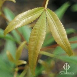 Ceratopetalum Shiraz - Christmas Bush 14 Ceratopetalum Shiraz - Christmas Bush -Plant Seed Store apo shiraz new leaf