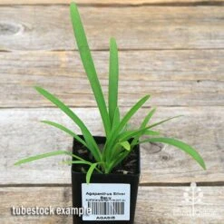 Agapanthus Silver Baby -Plant Seed Store apo silver baby tubestock