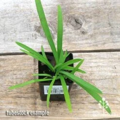Agapanthus Silver Baby -Plant Seed Store apo silver baby tubestock top