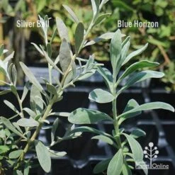 Eremophila Blue Horizon - Emu Bush -Plant Seed Store apo silver ball v blue horizon 1