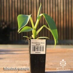 Philodendron Silver Sword 9 Philodendron Silver Sword -Plant Seed Store apo silver sword tubestock side