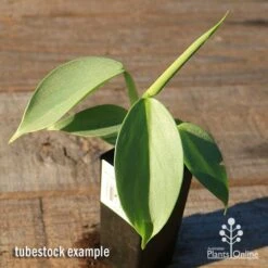 Philodendron Silver Sword 11 Philodendron Silver Sword -Plant Seed Store apo silver sword tubestock top