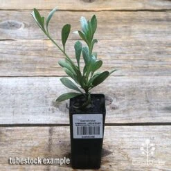 Convolvulus Cneorum - Silverbush 11 Convolvulus Cneorum - Silverbush -Plant Seed Store apo silverbush tubestock top