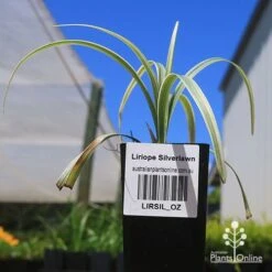 Liriope Silverlawn 11 Liriope Silverlawn -Plant Seed Store apo silverlawn liriope tubestock