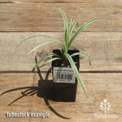 Liriope Silverlawn 10 Liriope Silverlawn -Plant Seed Store apo silverlawn tubestock top