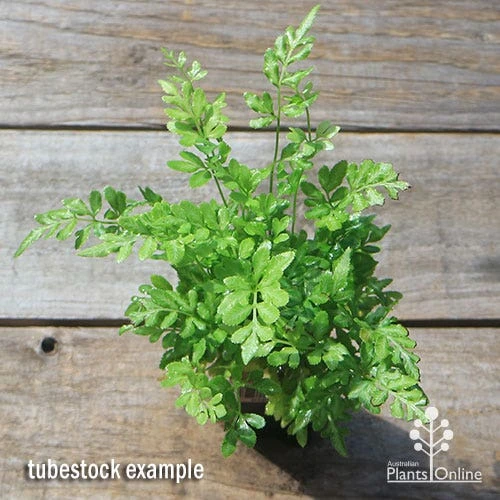 Pteris - Slender Brake Fern 2 Pteris - Slender Brake Fern - Image 2