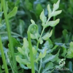 Pteris - Slender Brake Fern 20 Pteris - Slender Brake Fern -Plant Seed Store apo slender pteris curl