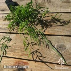 Pteris - Slender Brake Fern 19 Pteris - Slender Brake Fern -Plant Seed Store apo slender pteris tubestock flat