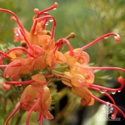 Grevillea Soopa Doopa 19 Grevillea Soopa Doopa -Plant Seed Store apo soopa doopa closeup