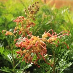 Grevillea Soopa Doopa 21 Grevillea Soopa Doopa -Plant Seed Store apo soopa doopa flower and bud