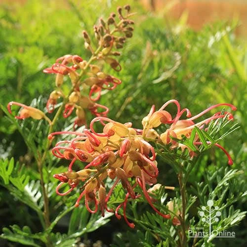 Grevillea Soopa Doopa 11 Grevillea Soopa Doopa - Image 11